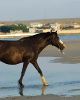 Girls in Nature - 12-0022