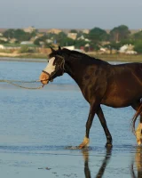 Girls in Nature - 16-0026
