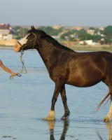 Girls in Nature - 17-0028