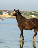 Girls in Nature - 18-0029