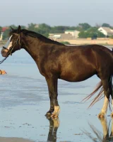 Girls in Nature - 20-0033
