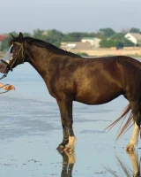 Girls in Nature - 21-0034