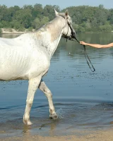 Met Art - 76-MetArt_Duchess_Alena-I_by_Chepurnoy_high_0089